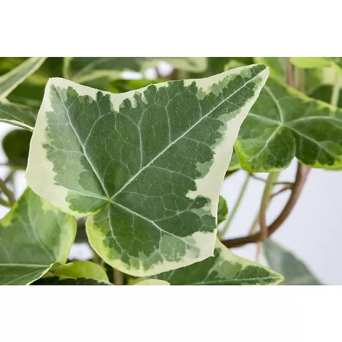 Piardino Efeu 'Glacier' - Hedera helix 'Glacier', Grün/Gelb - Detailaufnahme