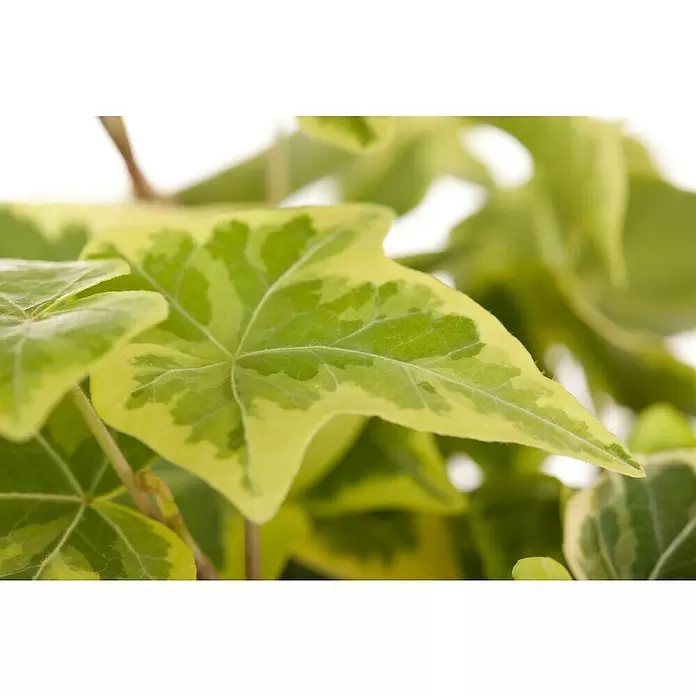 Piardino Efeu 'Goldchild' - Hedera helix 'Goldchild', Grün/Gelb - Detailaufnahme