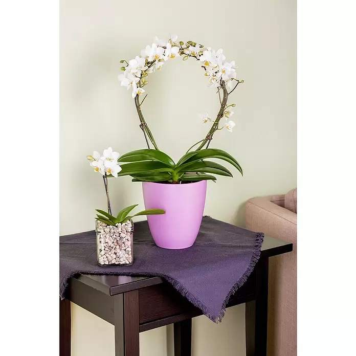 Piardino Schmetterlingsorchidee - Phalaenopsis, Topfgröße: 12 cm, Rosa/Weiß/Hellgelb/Dunkelrot/Pink, Aufrecht - Stimmungsaufnahme