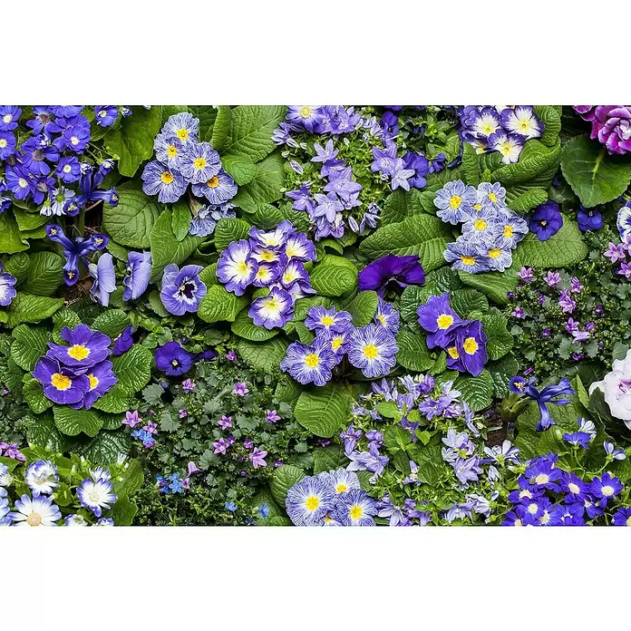 Piardino Polsterglockenblume - Topfgröße: 13 cm - Detailaufnahme