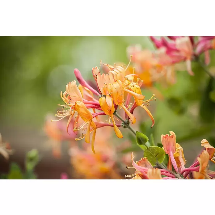 Pflanzen-Mix Kletterpflanzen - Parthenocissus, Lonicera henryi, Clematis, Topfgröße: 8 l - Detailaufnahme