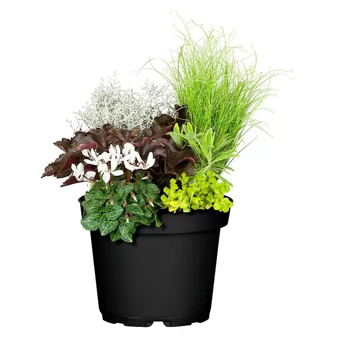 Piardino Pflanzen-Mix Beet & Balkon - Antirrhinum majus, Cosmea, Gypsophila muralis - Vorderansicht