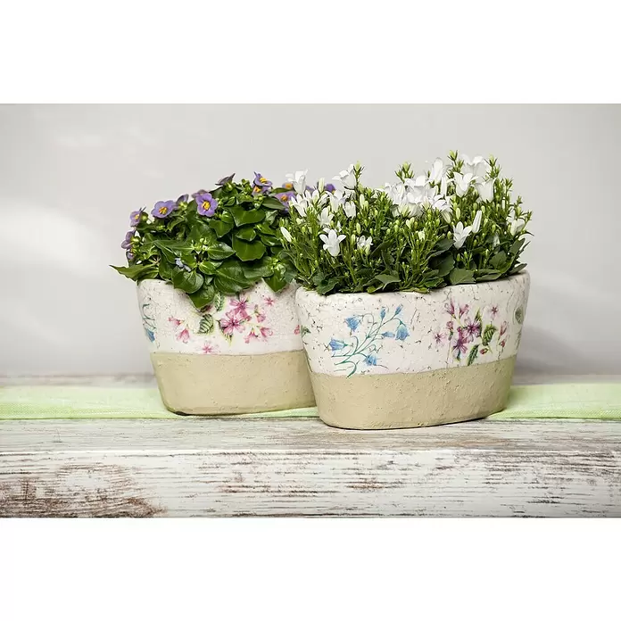 Piardino Glockenblume - Campanula portenschlagiana, Topfgröße: 9 cm, 6 Stk. - Stimmungsaufnahme