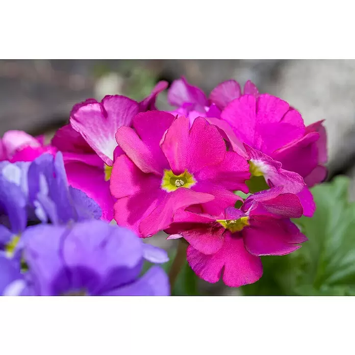 Piardino Primel in Farben - Primula acaulis, Topfgröße: 9 cm, Blütenfarbe sortenabhängig - Detailaufnahme