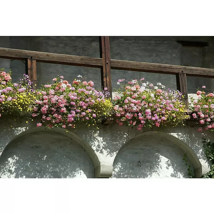 Piardino Pflanzen-Mix Confetti - Garden Trio - Topfgröße: 12 cm, Sortenabhängig - Stimmungsaufnahme