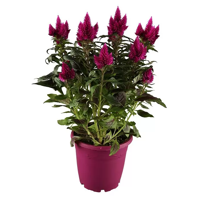 Piardino Celosía - Celosia argentea var. plumosus, Tamaño de maceta: 10 cm - Vista frontal
