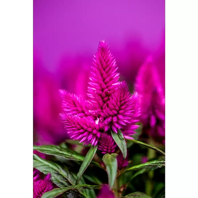 Piardino Celosía - Celosia argentea var. plumosus, Tamaño de maceta: 10 cm - Foto ambiente