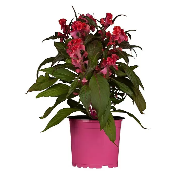 Piardino Celosía - Celosia argentea var. plumosus, Tamaño de maceta: 10 cm - Vista frontal
