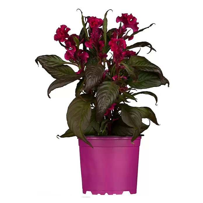 Piardino Celosía - Celosia argentea var. plumosus, Tamaño de maceta: 10 cm - Vista frontal