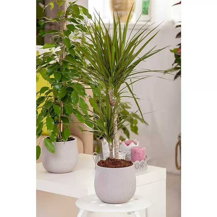Piardino Grünpflanzen - Verschiedene Sorten, Topfgröße: 34 cm - Stimmungsaufnahme