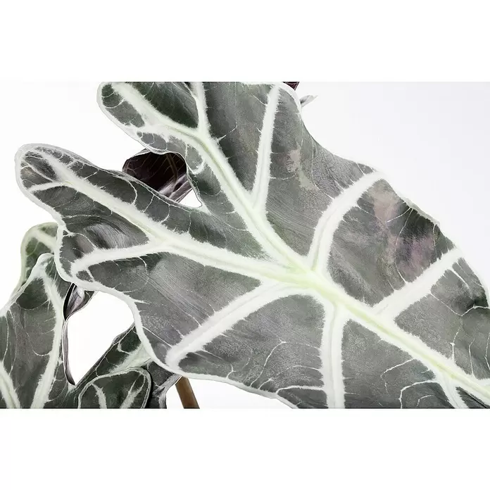 Piardino Marquesa - Alocasia, Tamaño de maceta: 24 cm - Primer plano