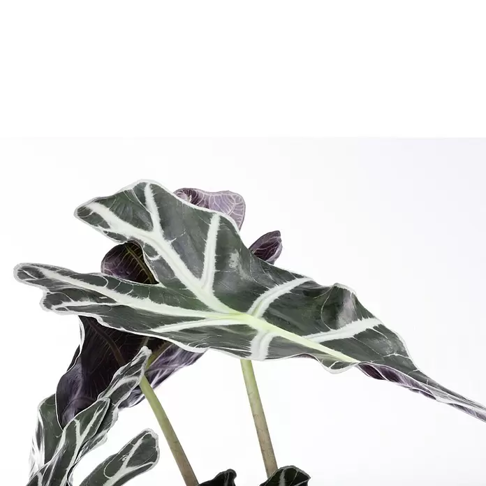 Piardino Marquesa - Alocasia, Tamaño de maceta: 24 cm - Primer plano