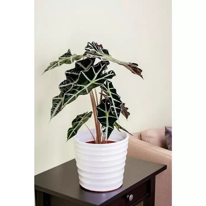 Piardino Marquesa - Alocasia, Tamaño de maceta: 24 cm - Foto ambiente