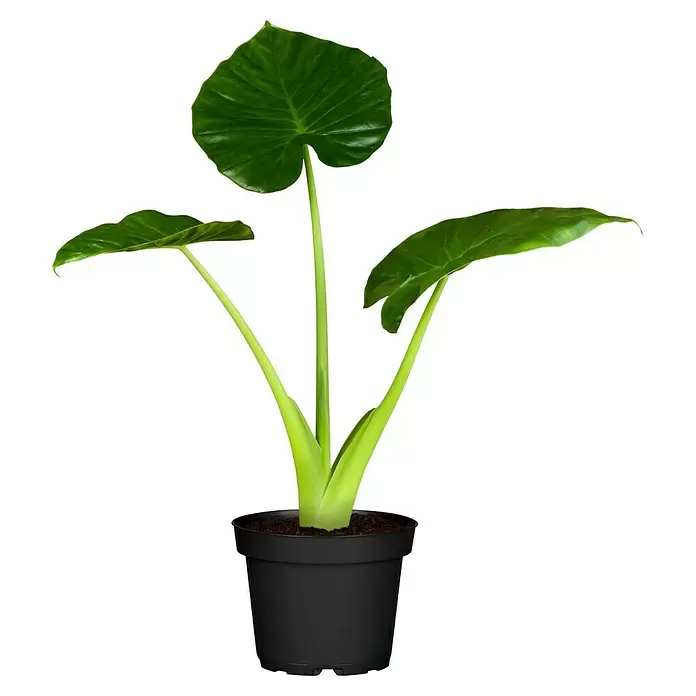 Piardino Marquesa - Alocasia, Tamaño de maceta: 24 cm - Vista frontal