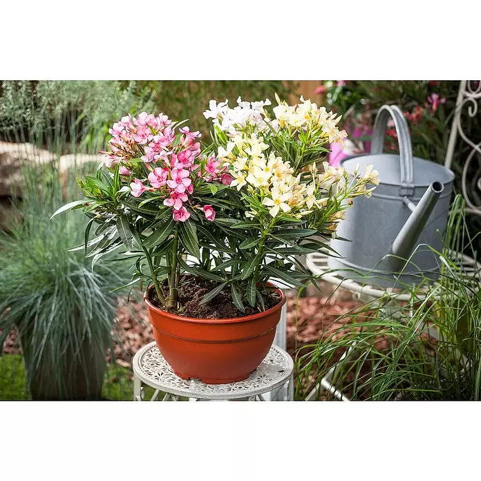 Piardino Oleander - Nerium oleander, Topfgröße: 20 cm, Sortenabhängig - Stimmungsaufnahme