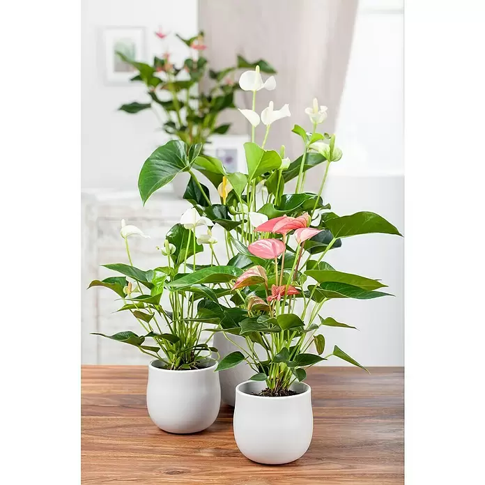 Piardino Flamingoblume - Anthurium x andreanum, Topfgröße: 12 cm, Dunkelrot/Weiß/Lachsrosa/Rot - Stimmungsaufnahme