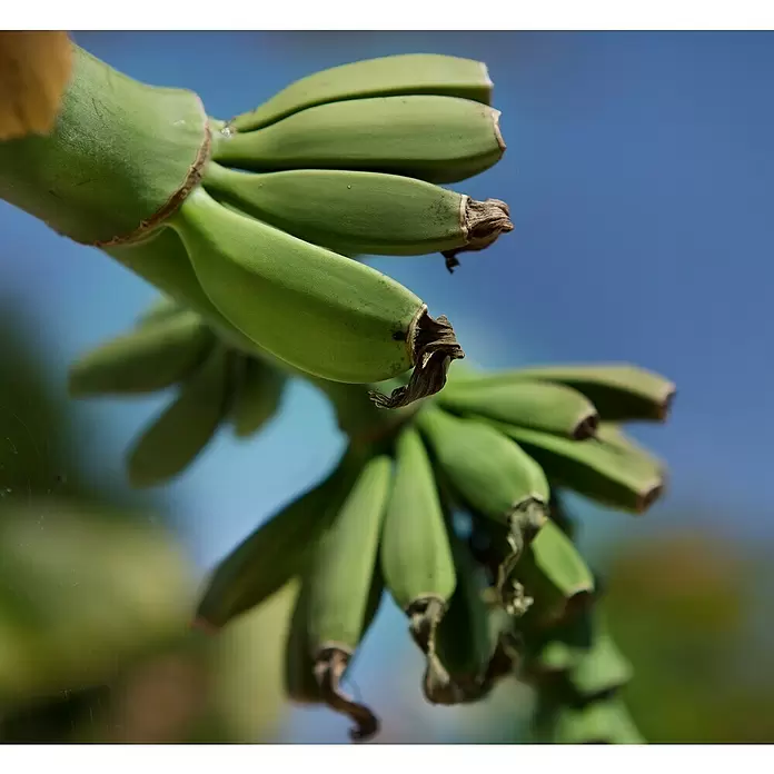 Piardino Bananenstaude - Musa basjoo, Topfgröße: 12 cm - Detailaufnahme