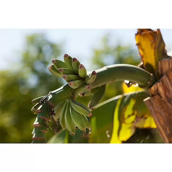 Piardino Bananenstaude - Musa basjoo, Topfgröße: 12 cm - Detailaufnahme
