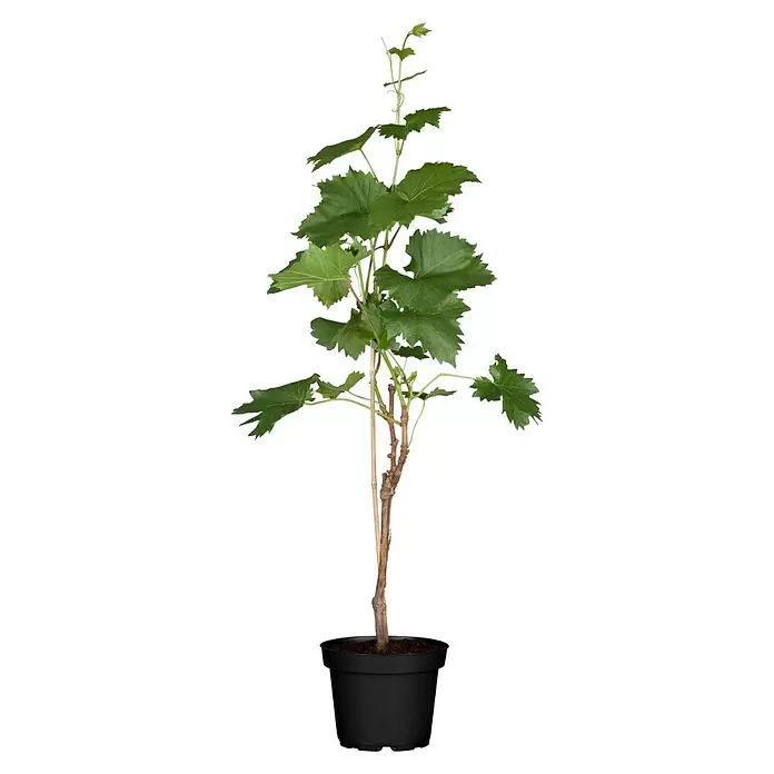 Piardino Weinrebe Stamm - Vitis vinifera in Sorten, Topfgröße: 17 cm - Vorderansicht
