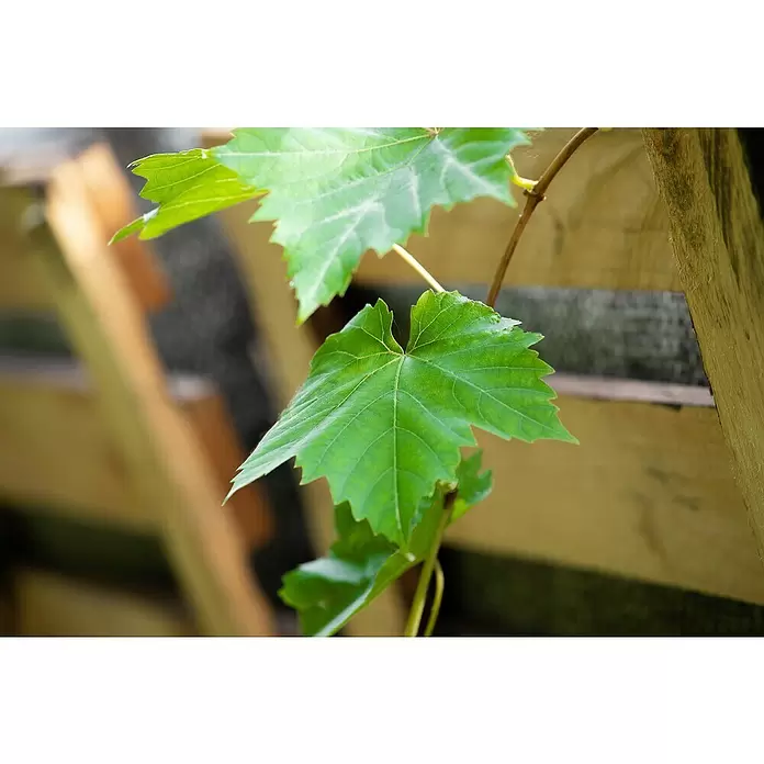 Piardino Weinrebe Stamm - Vitis vinifera in Sorten, Topfgröße: 17 cm - Detailaufnahme