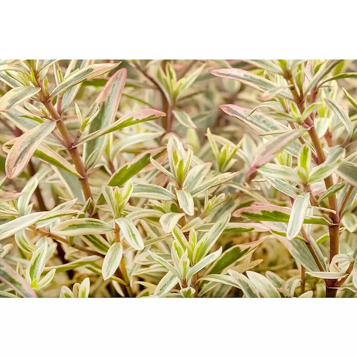 Piardino Strauchveronika - Hebe x andersonii, bunt, Topfgröße: 23 cm, Violett, Rosa, Weiß - Detailaufnahme