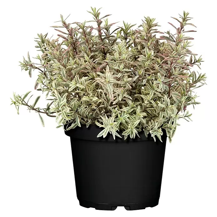 Piardino Strauchveronika - Hebe x andersonii, bunt, Topfgröße: 23 cm, Violett, Rosa, Weiß - Vorderansicht