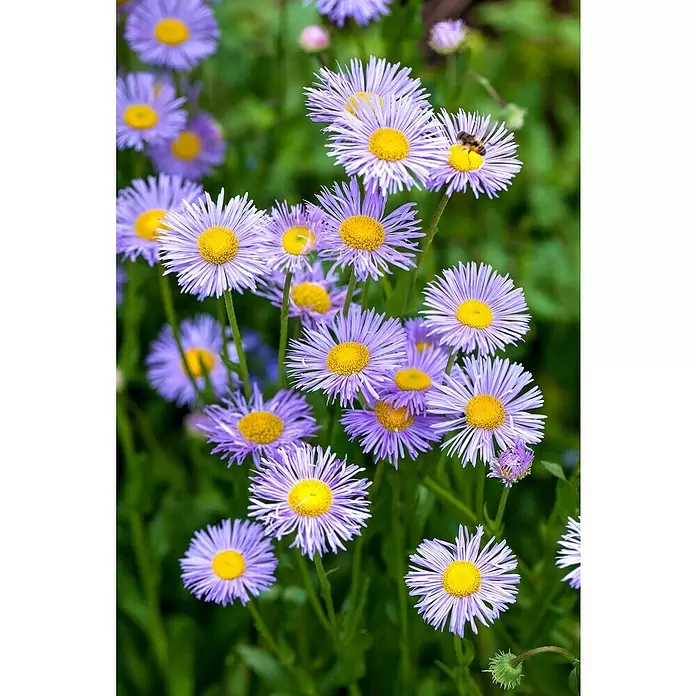 Piardino Áster - Aster dumosus, Tamaño de maceta: 17 cm, En función de la variedad - Primer plano