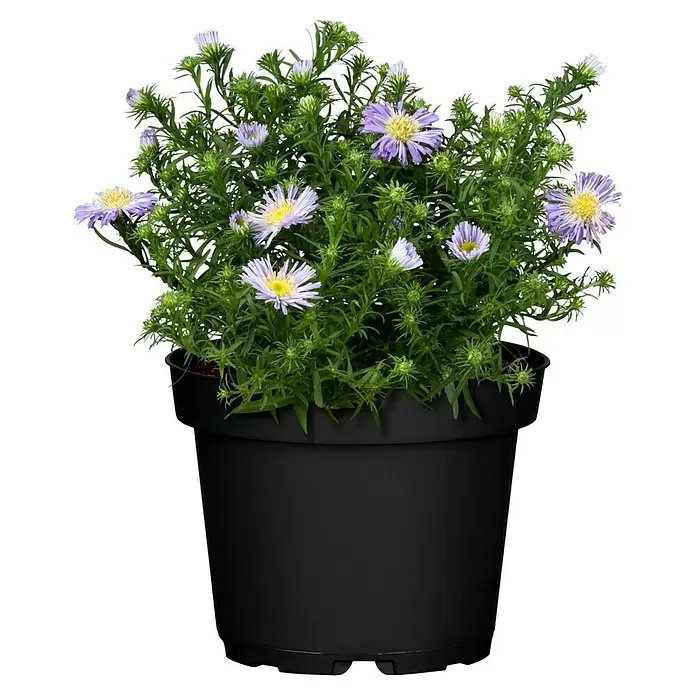 Piardino Áster - Aster dumosus, Tamaño de maceta: 17 cm, En función de la variedad - Vista frontal