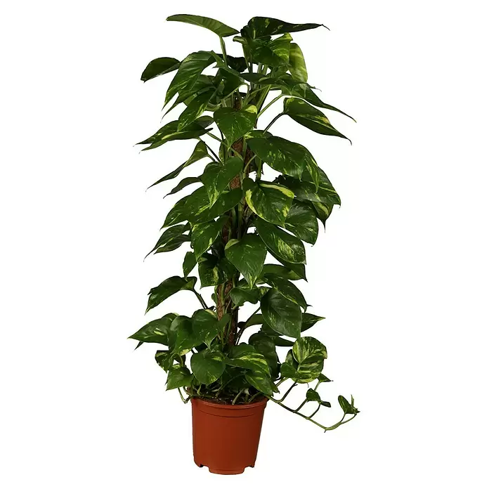 Piardino Poto - Epipremnum aureum, Tamaño de maceta: 21 cm - Vista frontal