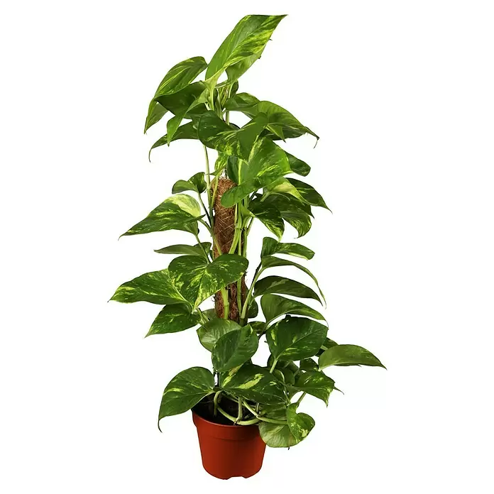 Piardino Poto - Epipremnum aureum, Tamaño de maceta: 21 cm - Vista frontal