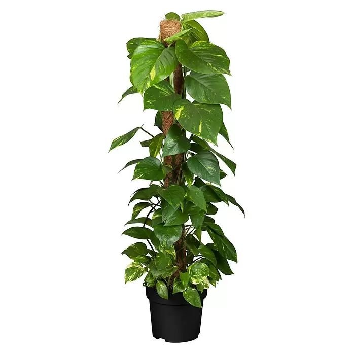 Piardino Poto - Epipremnum aureum, Tamaño de maceta: 21 cm - Vista frontal