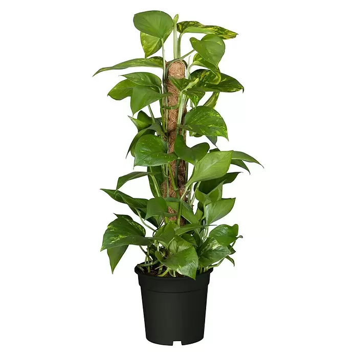 Piardino Poto - Epipremnum aureum, Tamaño de maceta: 21 cm - Vista frontal