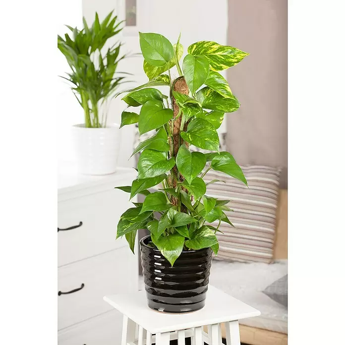 Piardino Poto - Epipremnum aureum, Tamaño de maceta: 21 cm - Foto ambiente