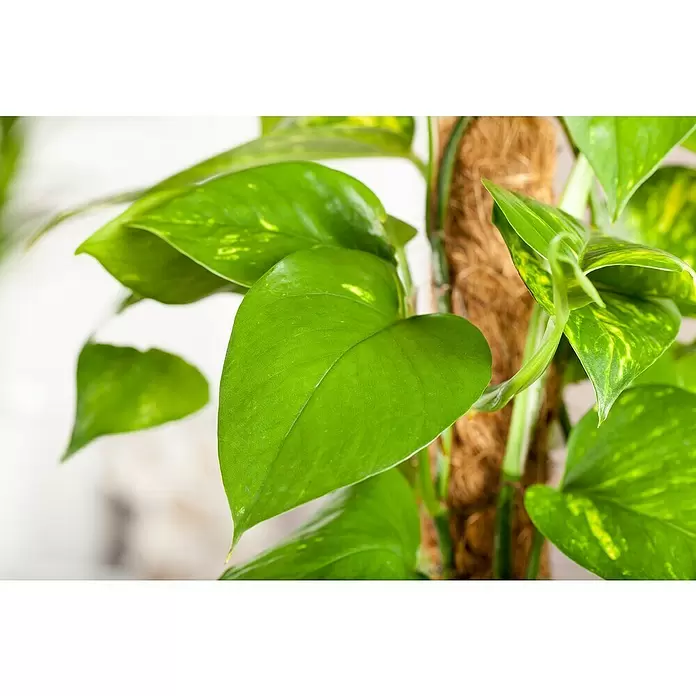 Piardino Poto - Epipremnum aureum, Tamaño de maceta: 21 cm - Foto ambiente