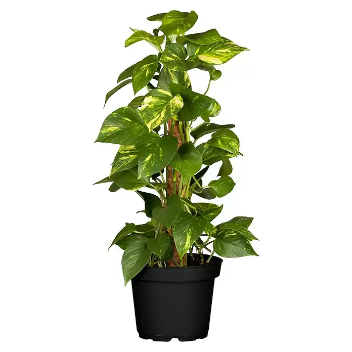 Piardino Poto - Epipremnum aureum, Tamaño de maceta: 21 cm - Vista frontal