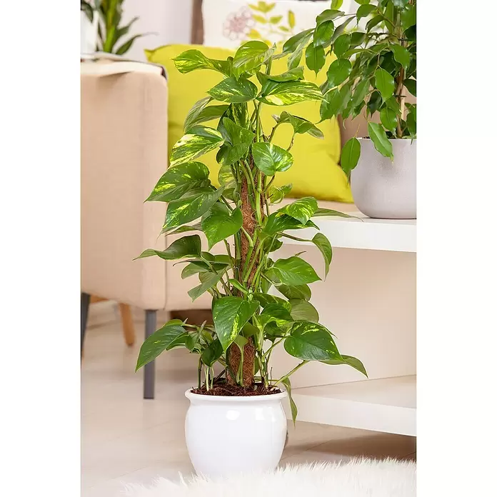 Piardino Poto - Epipremnum aureum, Tamaño de maceta: 21 cm - Foto ambiente