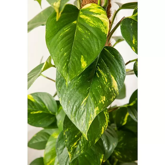 Piardino Poto - Epipremnum aureum, Tamaño de maceta: 21 cm - Primer plano
