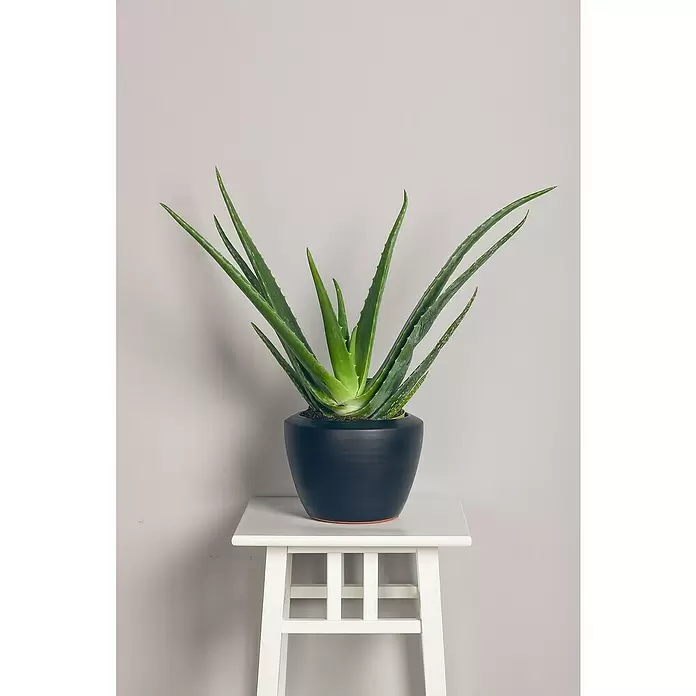 Piardino Aloe vera - Aloe vera, Topfgröße: 14 cm - Stimmungsaufnahme