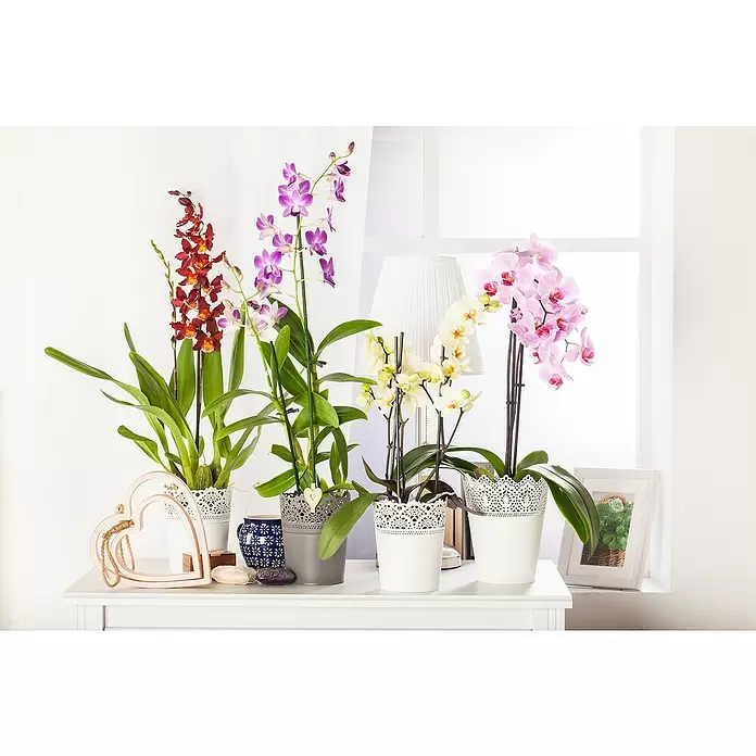Piardino Schmetterlingsorchidee - Phalaenopsis, Topfgröße: 12 cm, Rosa/Weiß/Hellgelb/Dunkelrot/Pink, Aufrecht - Stimmungsaufnahme