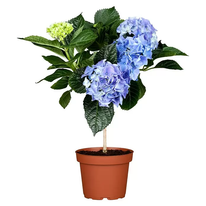Piardino Hydrangea - Hydrangea macrophylla, Tamaño de maceta: 30 cm, Azul/Rosa/Rojo/Blanco - Vista frontal