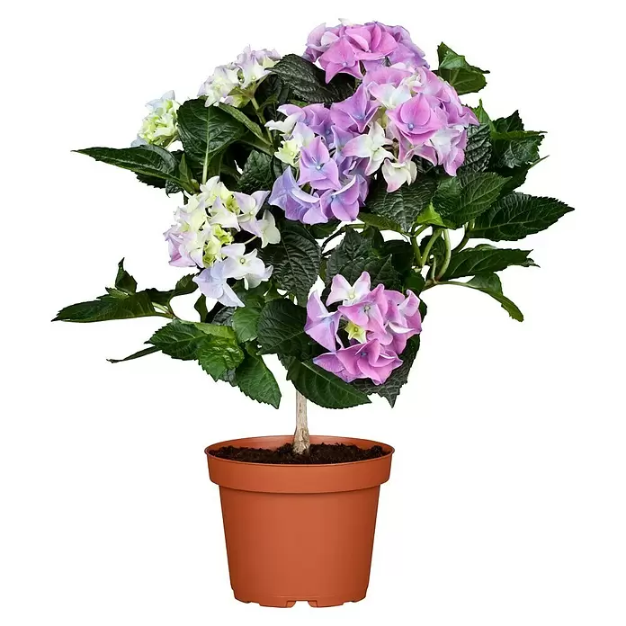 Piardino Hydrangea - Hydrangea macrophylla, Tamaño de maceta: 30 cm, Azul/Rosa/Rojo/Blanco - Vista frontal