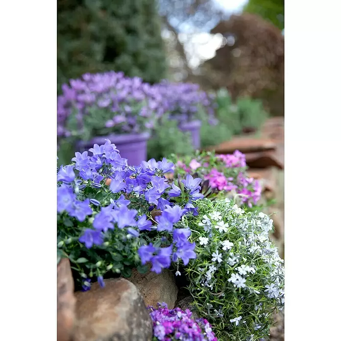 Piardino Glockenblume - Campanula portenschlagiana, Topfgröße: 9 cm, 6 Stk. - Detailaufnahme
