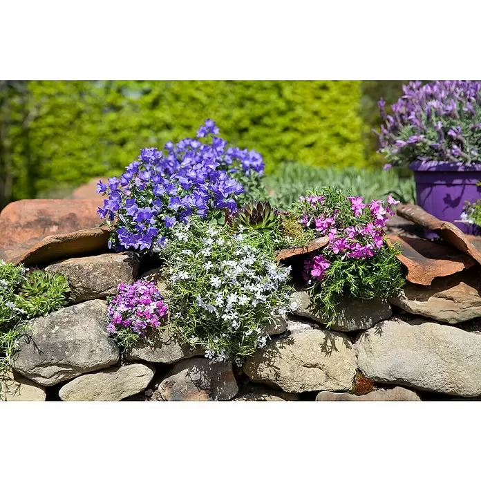 Piardino Glockenblume - Campanula portenschlagiana, Topfgröße: 9 cm, 6 Stk. - Stimmungsaufnahme