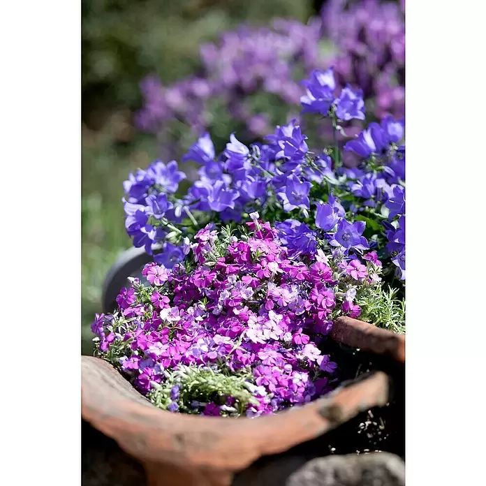 Piardino Glockenblume - Campanula portenschlagiana, Topfgröße: 9 cm, 6 Stk. - Detailaufnahme