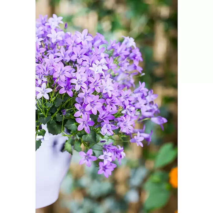 Piardino Glockenblume - Campanula portenschlagiana, Topfgröße: 9 cm, 6 Stk. - Detailaufnahme