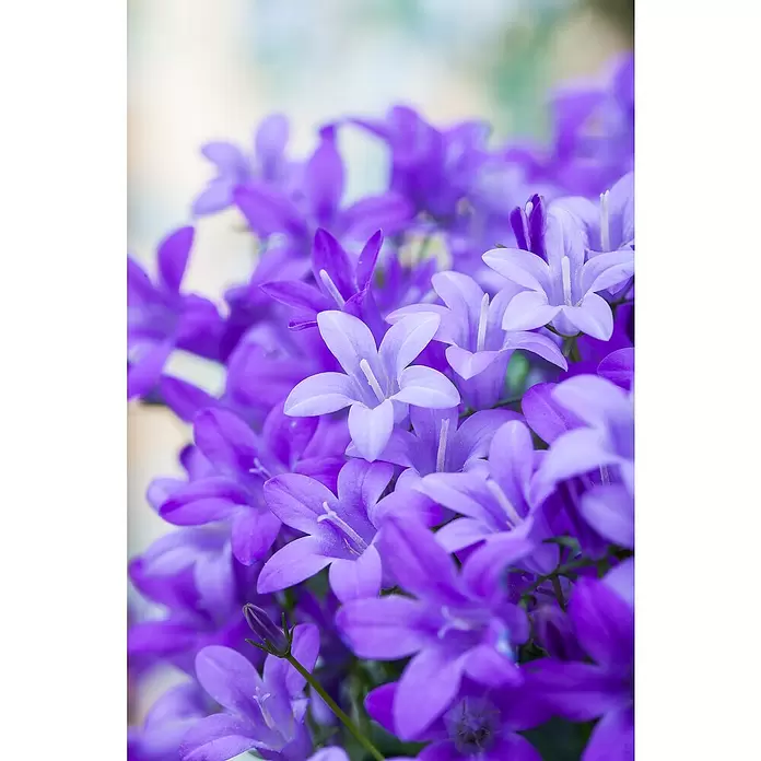 Piardino Glockenblume - Campanula portenschlagiana, Topfgröße: 9 cm, 6 Stk. - Detailaufnahme