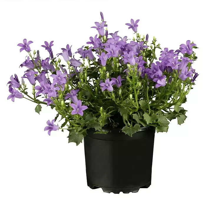 Piardino Glockenblume - Campanula portenschlagiana, Topfgröße: 9 cm, 6 Stk. - Vorderansicht