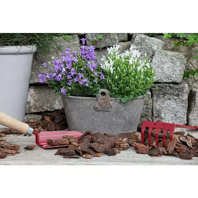 Piardino Glockenblume - Campanula portenschlagiana, Topfgröße: 9 cm, 6 Stk. - Stimmungsaufnahme