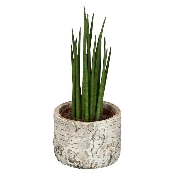 Piardino Bogenhanf Minis - Sansevieria, Topfgröße: 7 cm, Gelb-Grün - Vorderansicht