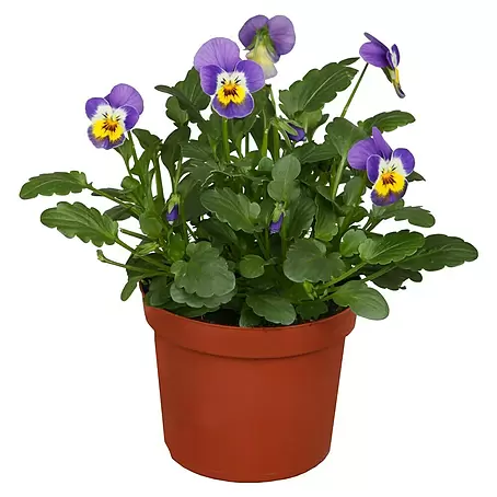 Piardino  Violeta de los Pirineos